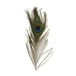 Plumes de paon - 25 cm - 3 pces